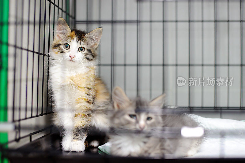 两只小猫在动物收容所的笼子里