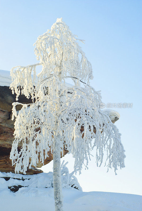 岩石上有一棵白桦树，上面结满了白霜