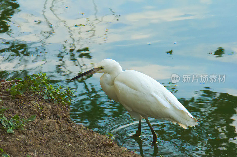 美丽的白鹭鸟，在公园的湖里钓鱼。