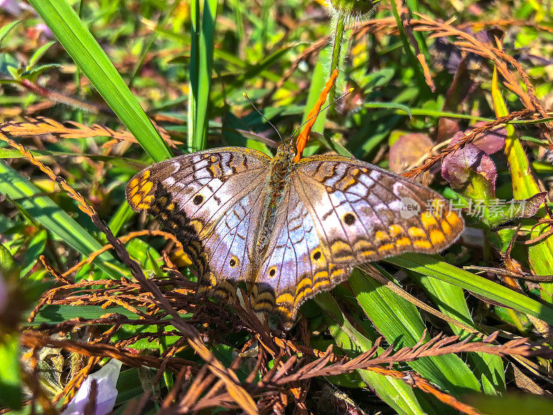佛罗里达沼泽中的白孔雀蝴蝶