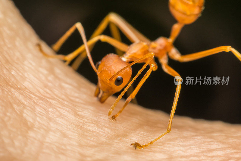 宏蚂蚁(红蚁或绿树蚁)咬人的皮肤以自卫或自我保护