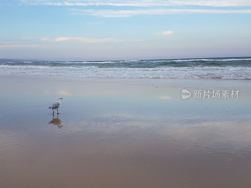 日落海滩上的海鸥