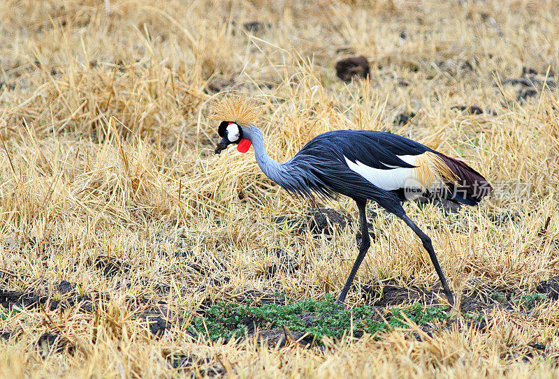 大冠鹤也被称为冠鹤，生活在赞比亚南部卢安瓜国家公园的开阔平原上