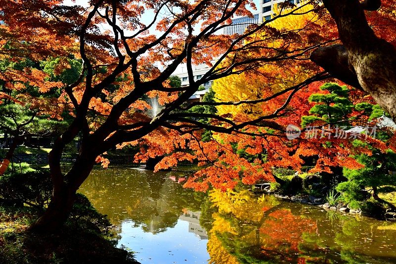 日本秋叶，日比谷公园，东京