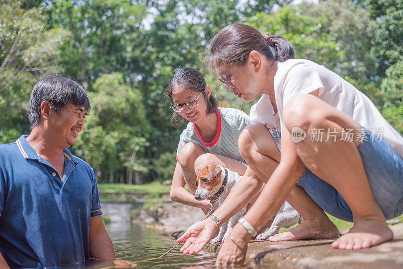 亚洲家庭玩好玩的杰克罗素梗狗在瀑布在夏天的早晨