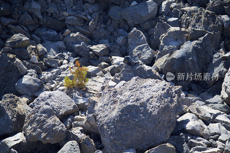 大黑曜石流-小松树生长在波琳娜湖附近在俄勒冈州中部的纽伯里火山口