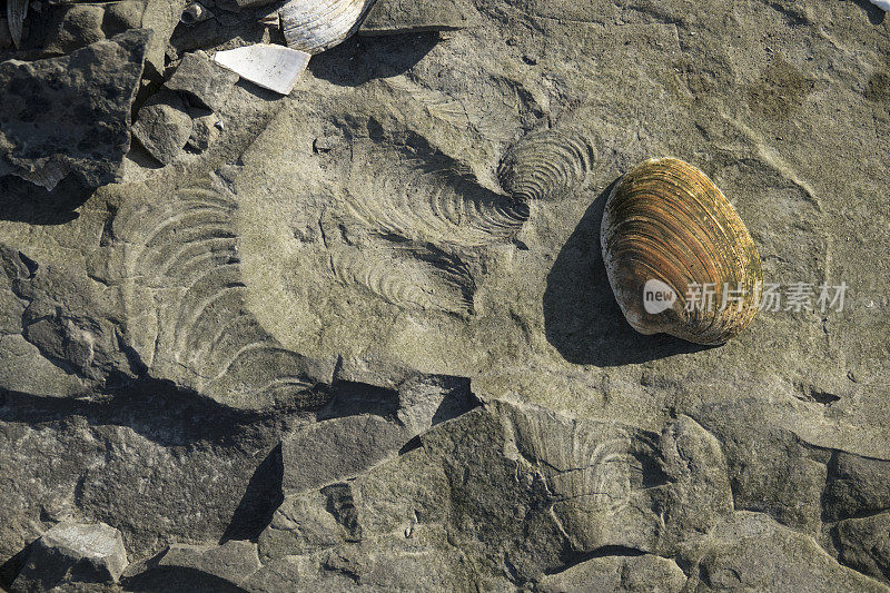 夏洛特女王市化石贝壳熊皮湾海达瓜伊加拿大不列颠哥伦比亚省
