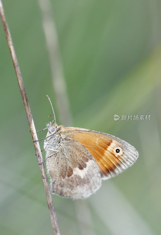 小石南花蝴蝶