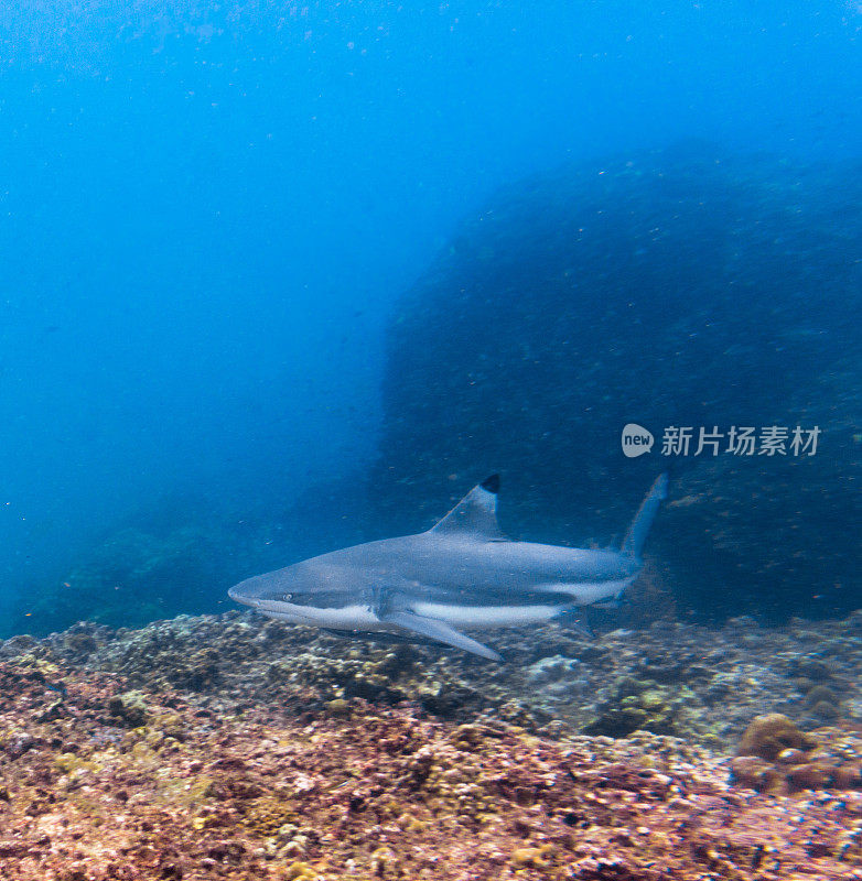 黑尖礁鲨(黑鳍鲨)游近