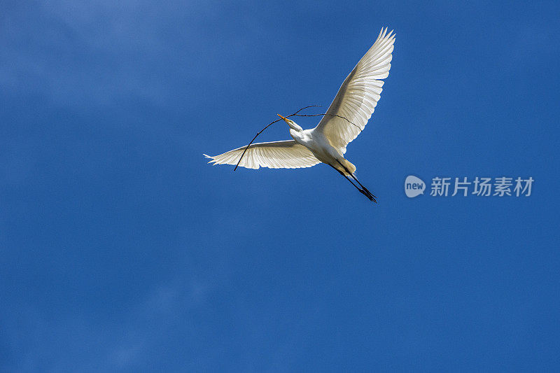 埃尔霍恩沼泽筑巢区上空飞行中的大白鹭