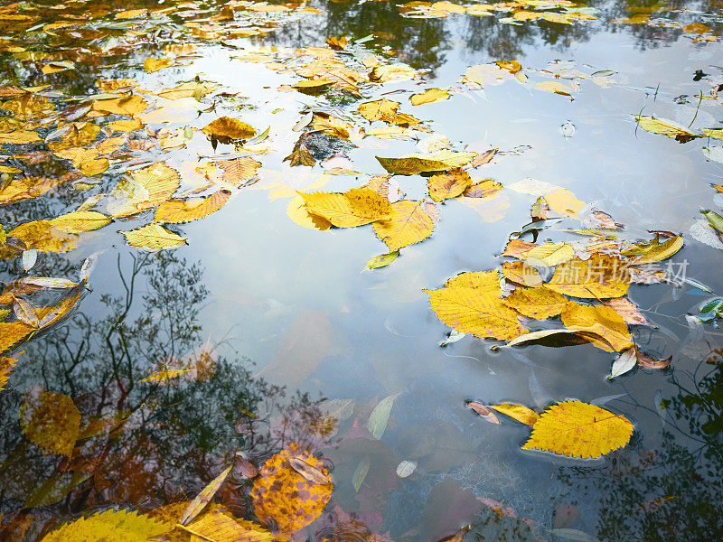 秋天黄叶落在水里
