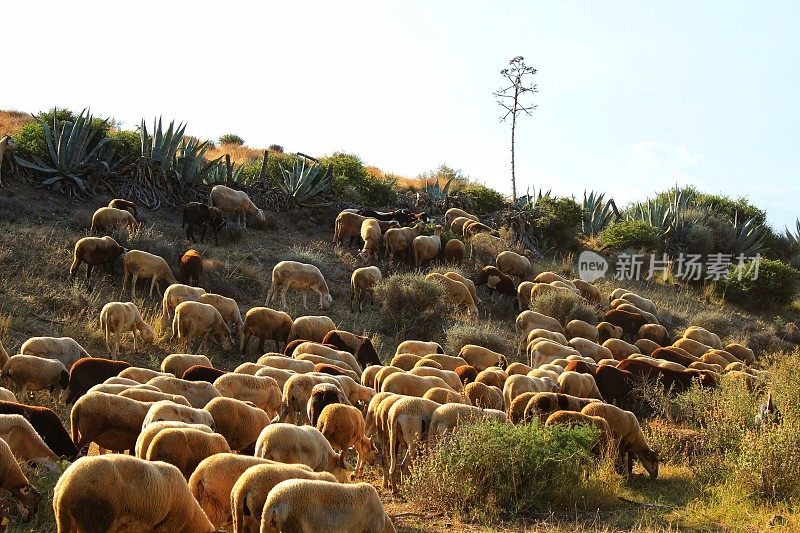 一群羊在西班牙南部的灌木丛中吃草