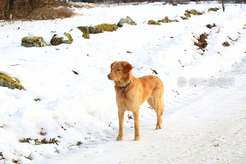 狗站在雪路上