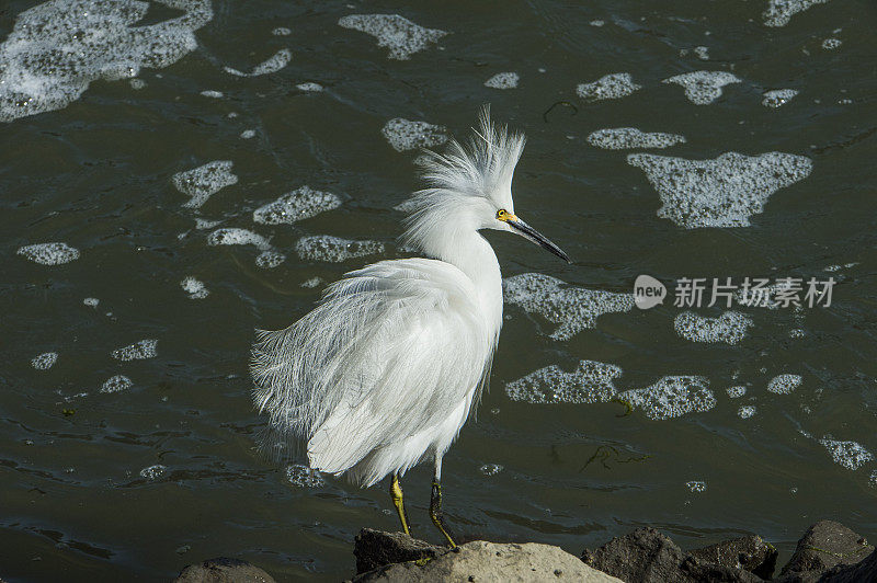 雪鹭站在岩岸寻找小鱼