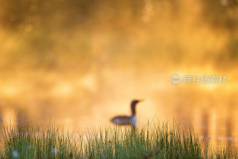 带露珠的草叶和一只红喉潜鸟在朦胧的晨光中成为背景