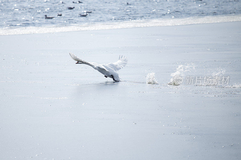 天鹅从冰冻的水里飞出来