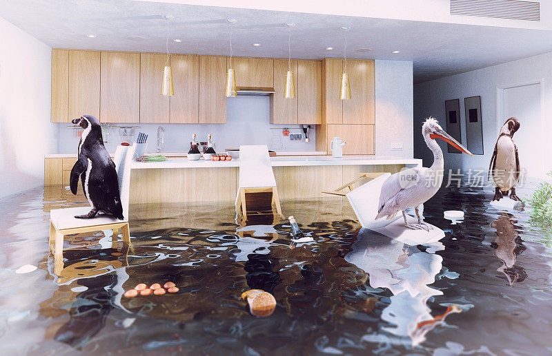 厨房里满是水的鸟