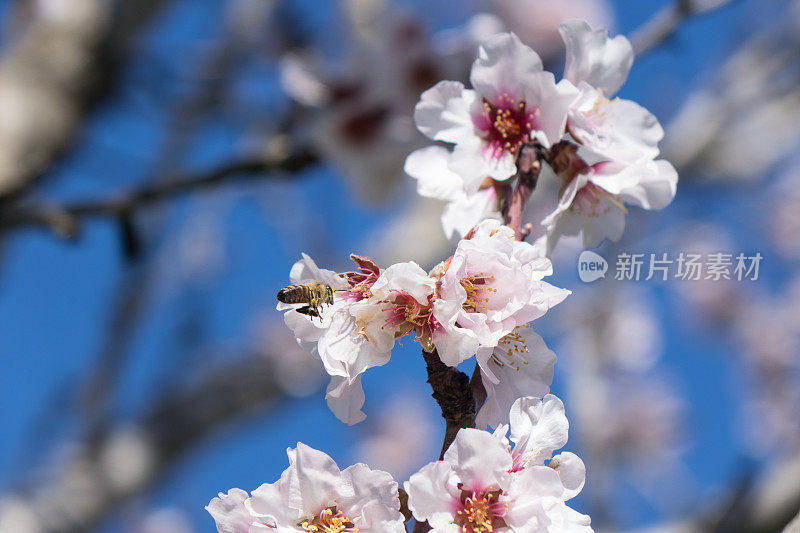 杏花上的蜜蜂