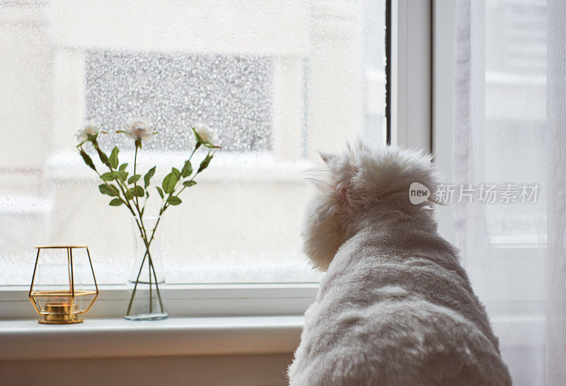 窗外是暴雪日