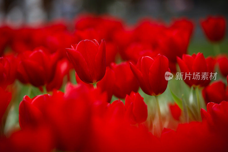 花园中红色郁金香的花坛特写