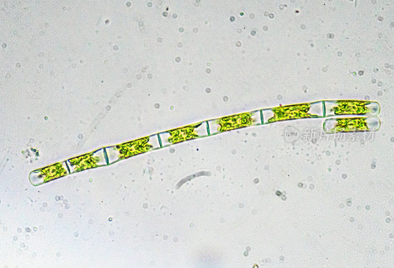 显微镜下的海藻。微观世界。