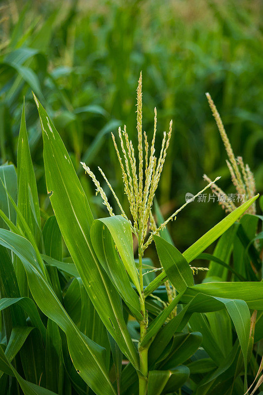 农田里玉米植株的特写