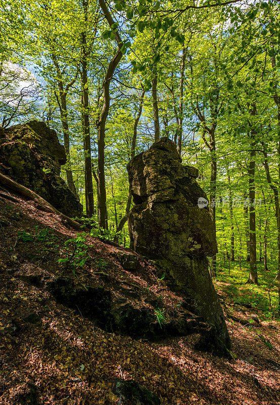 绿色森林中的岩石形成
