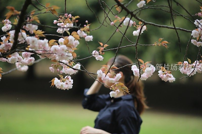 年轻女子欣赏樱花