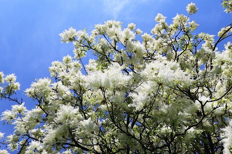 白蜡-春季花灰