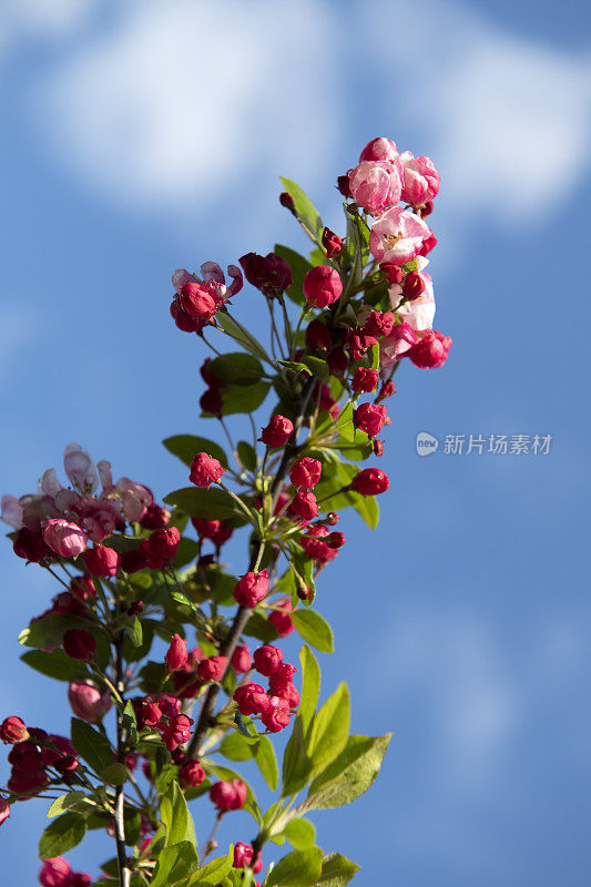 山楂开花了