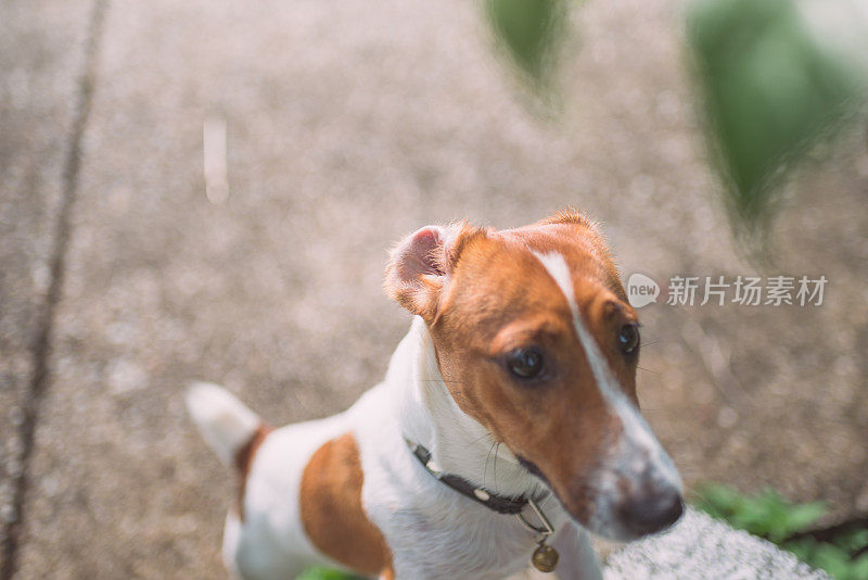 顽皮的杰克罗素梗狗在花园里玩耍