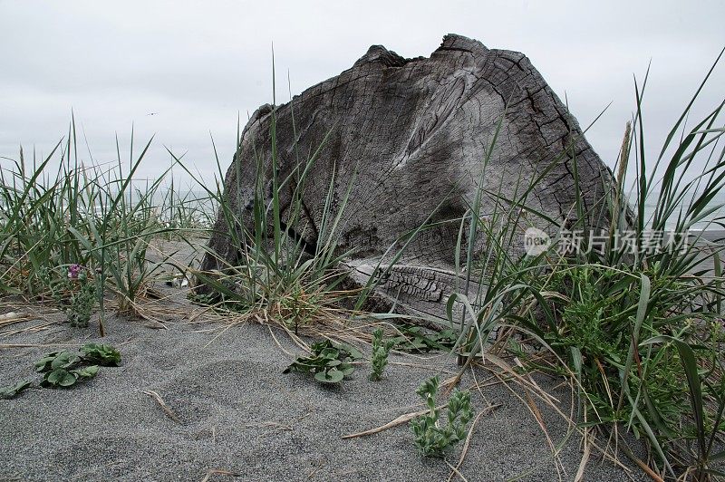 红木的历史