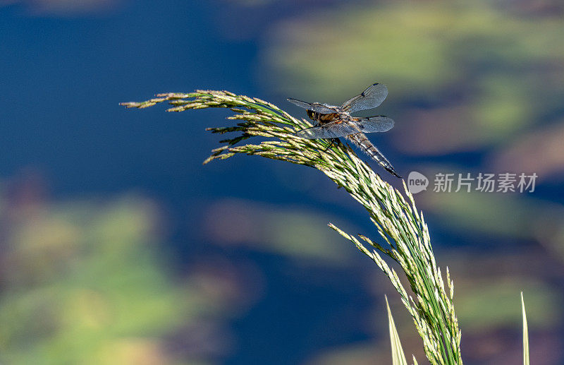 池塘边的一只大蜻蜓