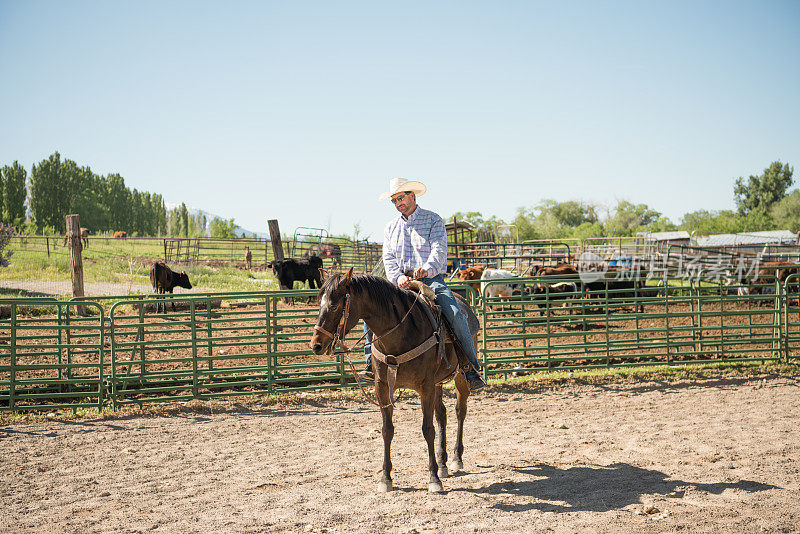 牛仔骑着马，后面是家畜