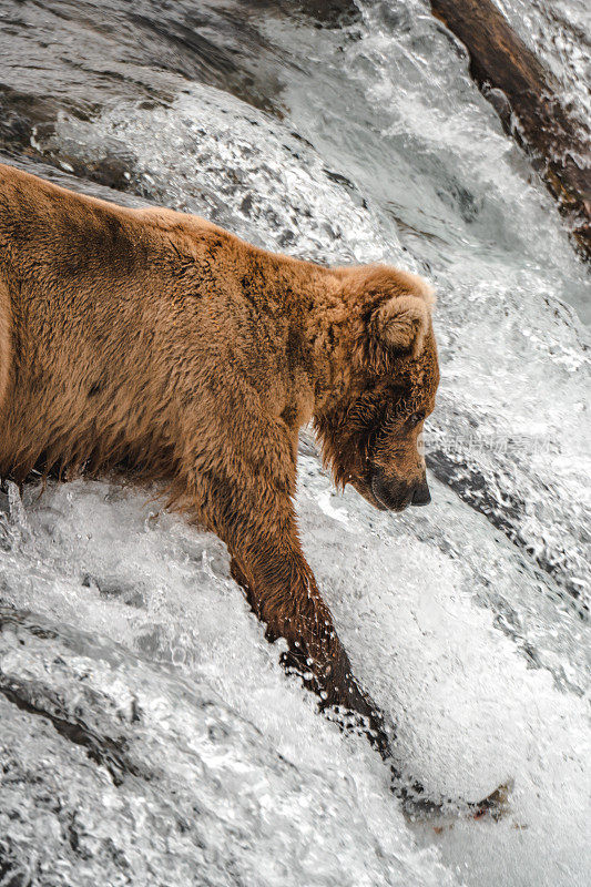 阿拉斯加卡特迈瀑布的灰熊
