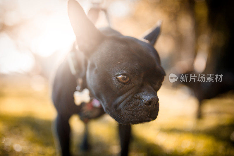 黑色法国斗牛犬宠物自然画像