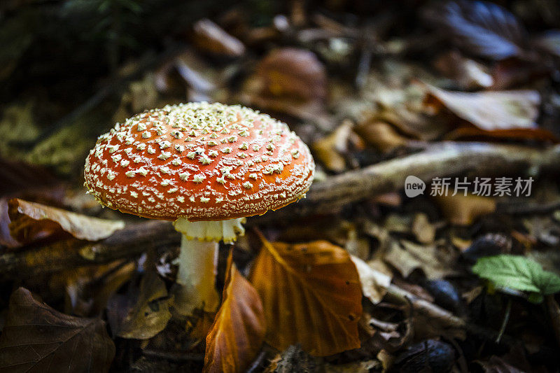 陈放。飞木耳蘑菇近距离在自然界