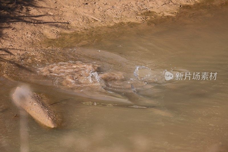 鱼在Llobregat河溅水