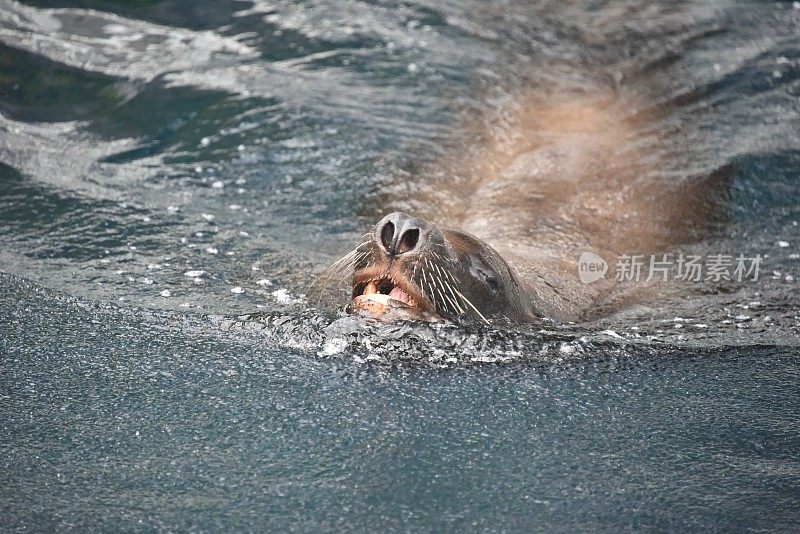 海狮狩猎