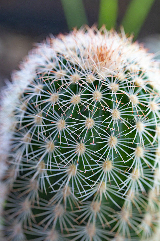 仙人掌特写