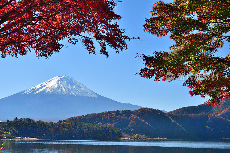 日本富士五湖地区的富士山和秋叶色