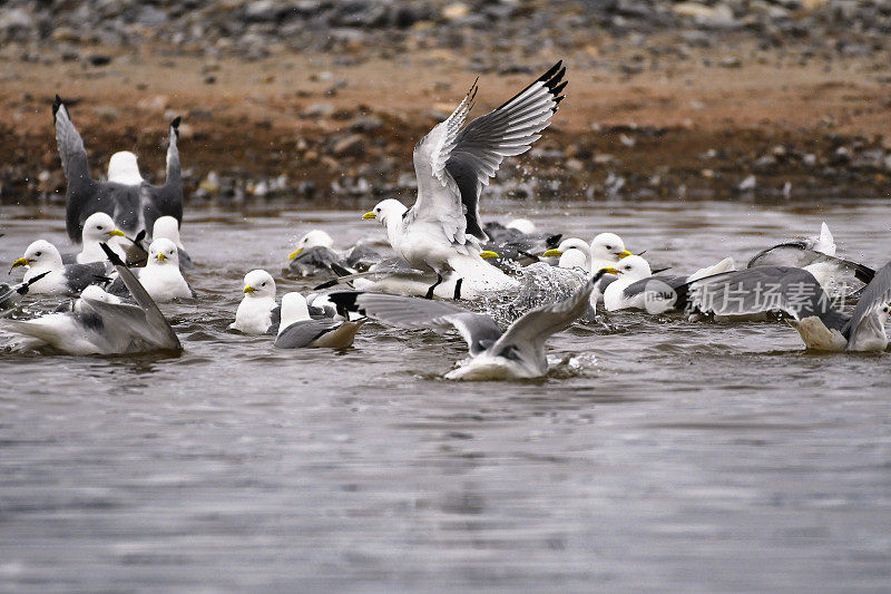 斯瓦尔巴群岛，一群白鸥在卡尔斯·福兰王子身上戏水