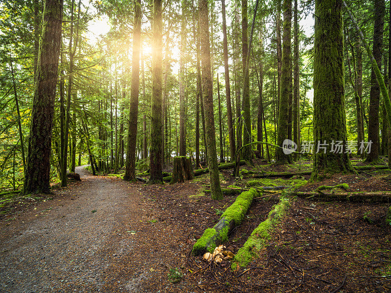 加拿大不列颠哥伦比亚省惠斯勒雨林徒步旅行路线