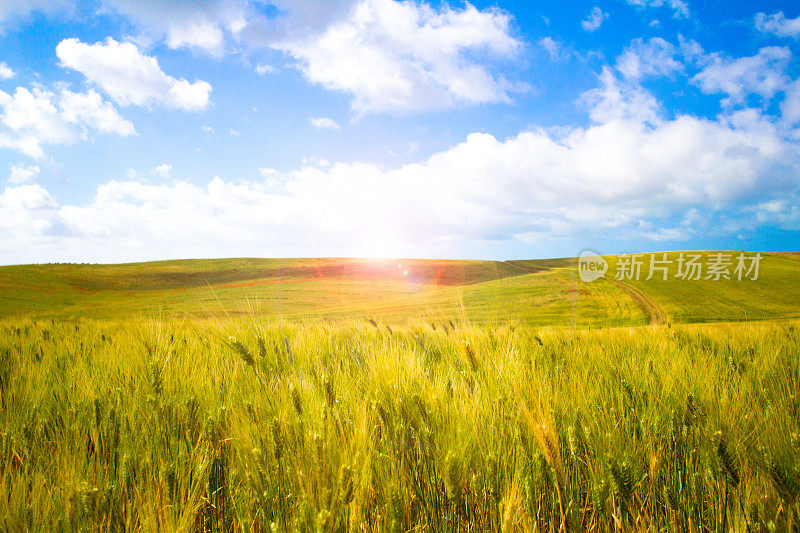 阳光明媚的春天场景:麦田，无限之路，镜头光晕