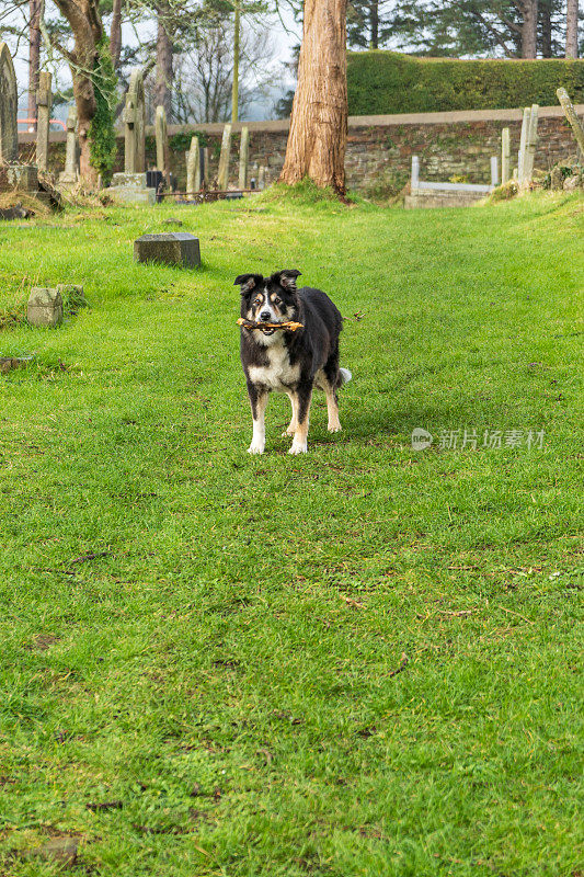 边境牧羊犬站在草地上