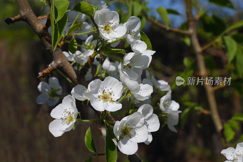 苹果树花。