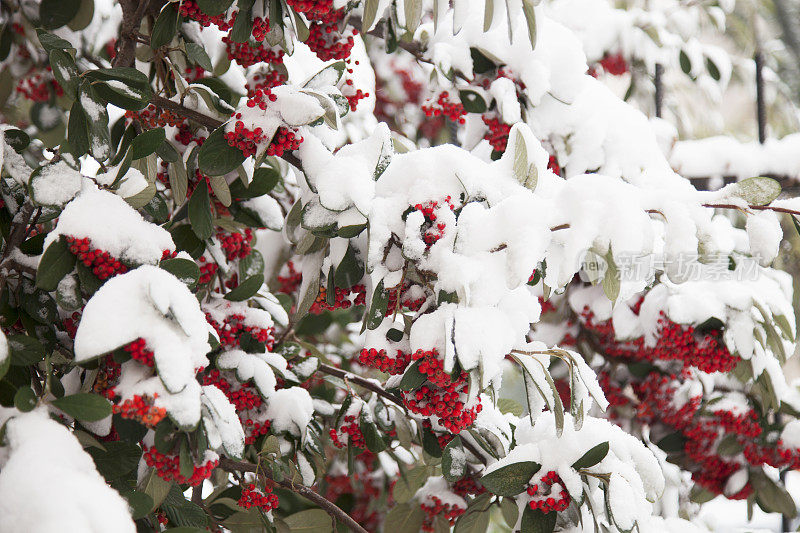 下雪了，风吹红了雪花