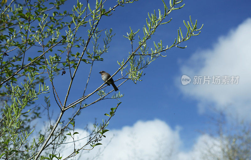 鸟儿栖息在树上