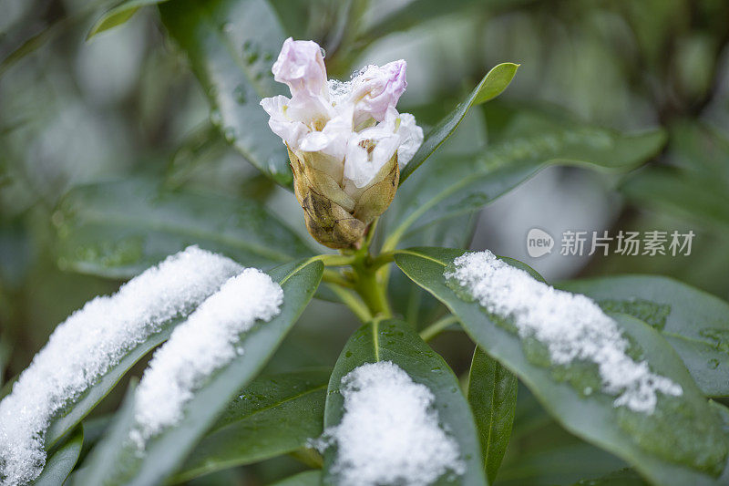 昨夜融化的雪落在杜鹃花上