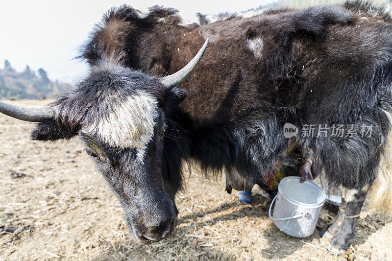 在佛比吉卡山谷的田野里，一头牦牛正在挤奶